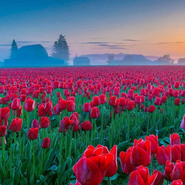 Kashmir Tulip Festival Package